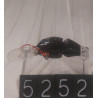 ВОБЛЕР SHIMANO CARDIFF FUWATORO 25F 25MM 2G 0-0,5M