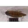 Воблер DUO Realis Crank M65 8A 65mm 14.0g 2-2.5m