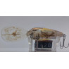 Воблер IMAKATSU SCARE BROW  DECEM 10 57F 14g 1.8-2.4m